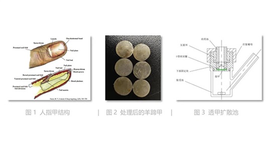 “灰指甲”外用藥物研發技術——體外透甲